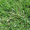 thumbnail of grass