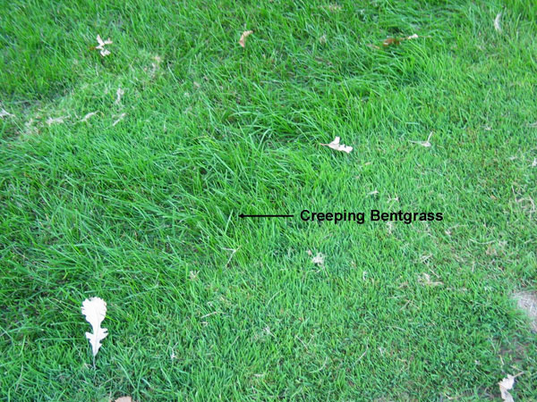 Creeping grass deals