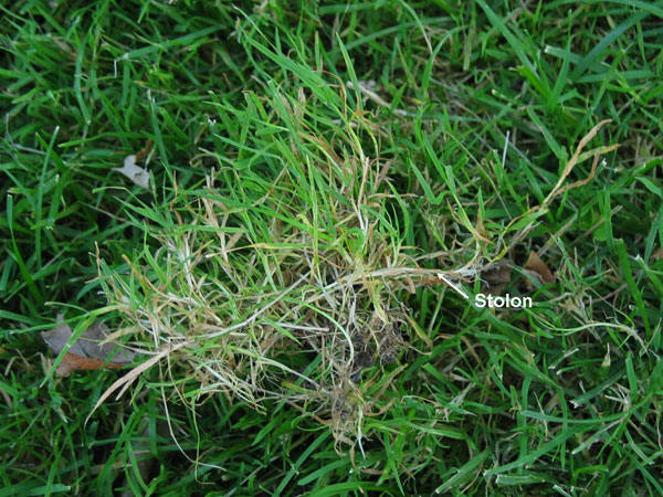 Creeping Bentgrass Identification