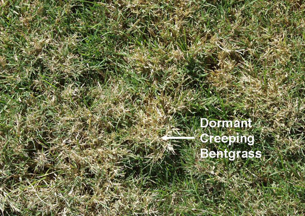 Dealing With Bentgrass Expert Lawn Care Advice