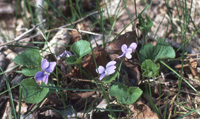 img:Common Blue Violet