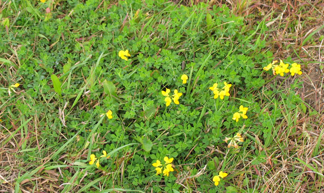 Control Options For Common Minnesota Lawn And Landscape Weeds University Of Minnesota Extension