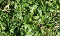 img:Mouse-ear Chickweed