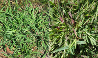 img:Crabgrass, Left: Large - Right: Smooth