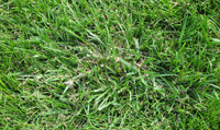 img:Tall Fescue