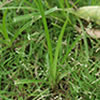 thumbnail of sedge plant